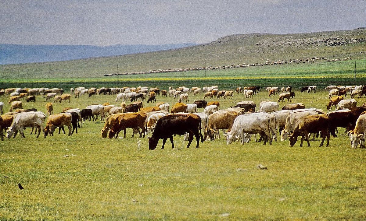 Kars yaylasında yeşil çayırda otlayan büyük sığır sürüsü